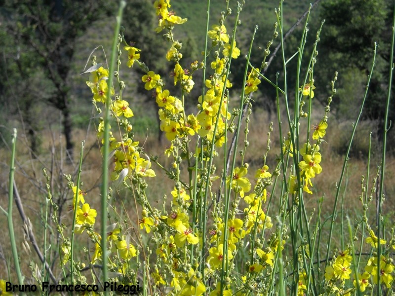 da determinare - Verbascum sp.
